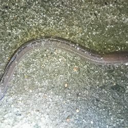 雨の日は、車横づけ置き竿で